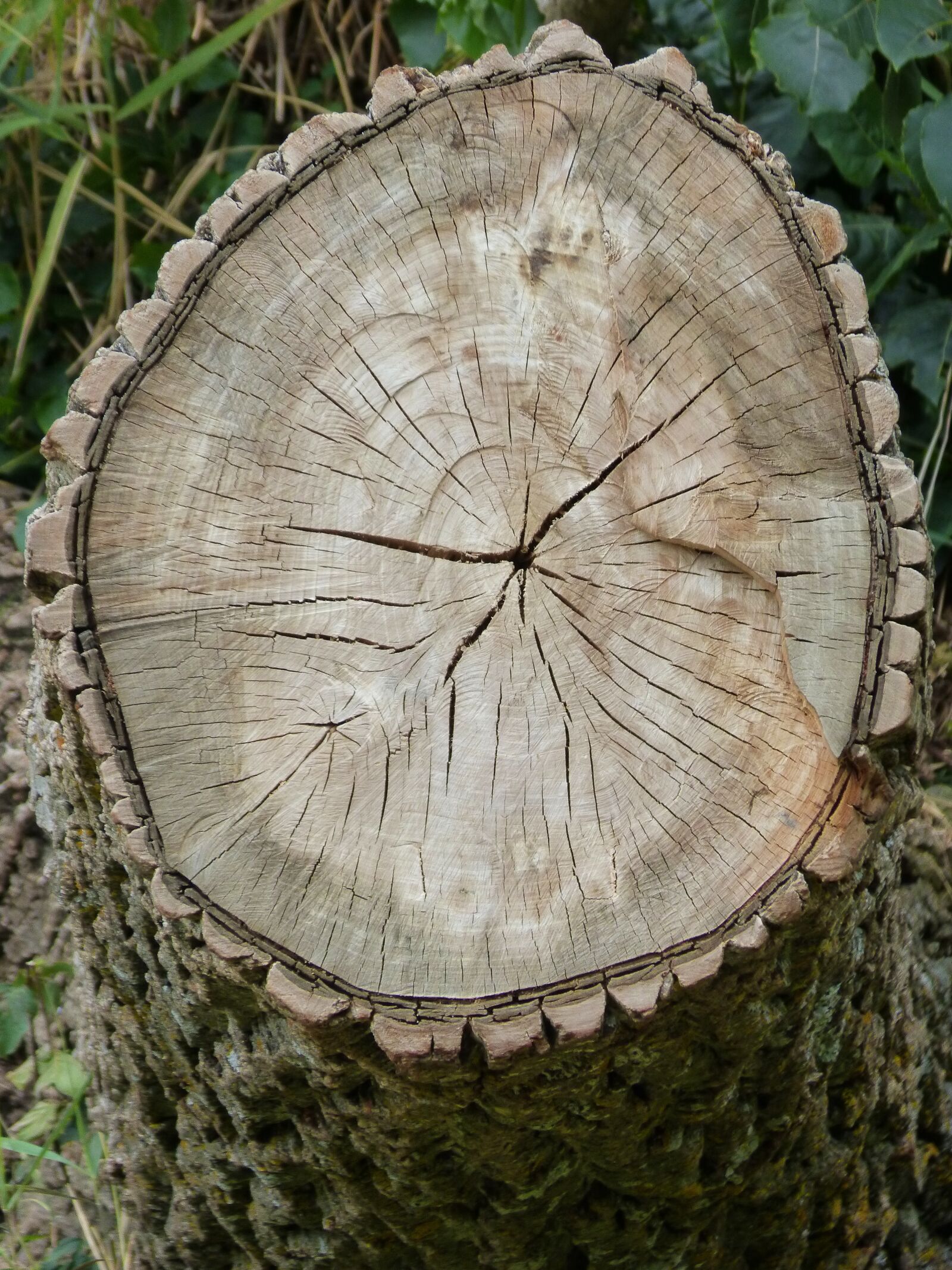 Panasonic DMC-FZ62 sample photo. Trunk, cross-section, rings photography