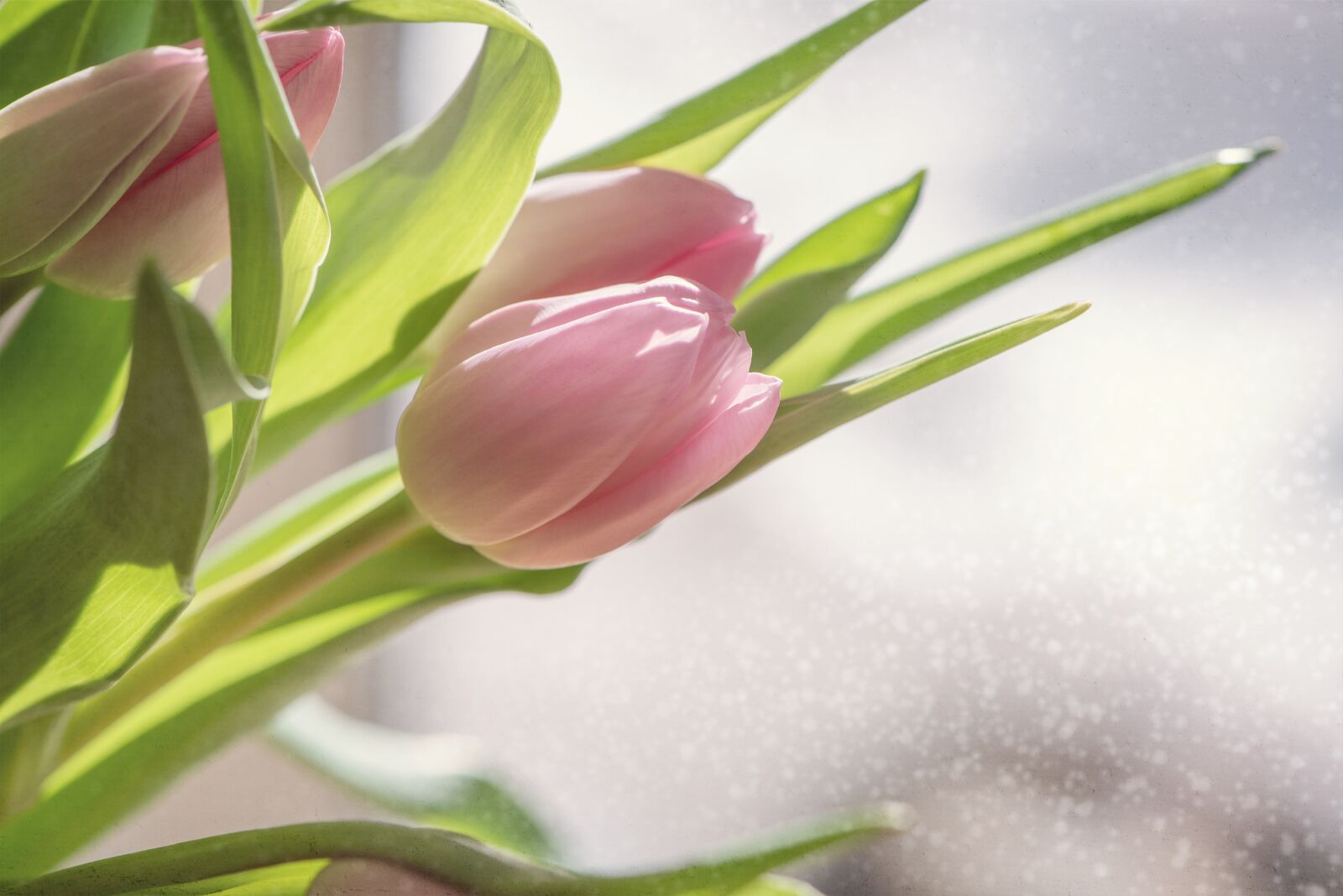 Nikon D750 sample photo. Flowers, tulips, pink photography