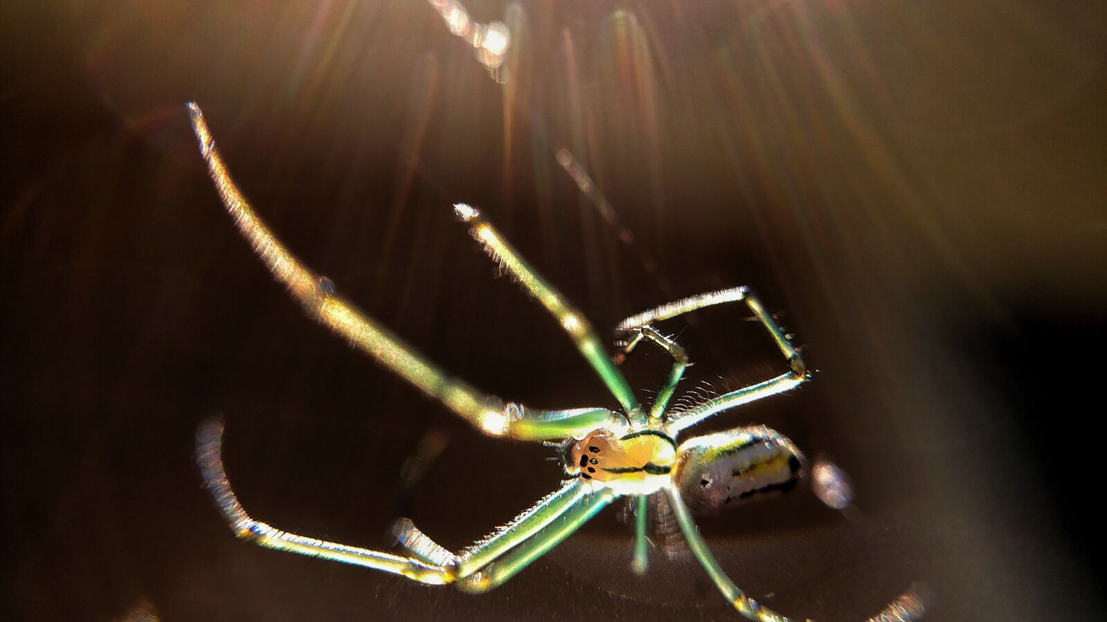 LG V20 sample photo. Macro, spider, green photography
