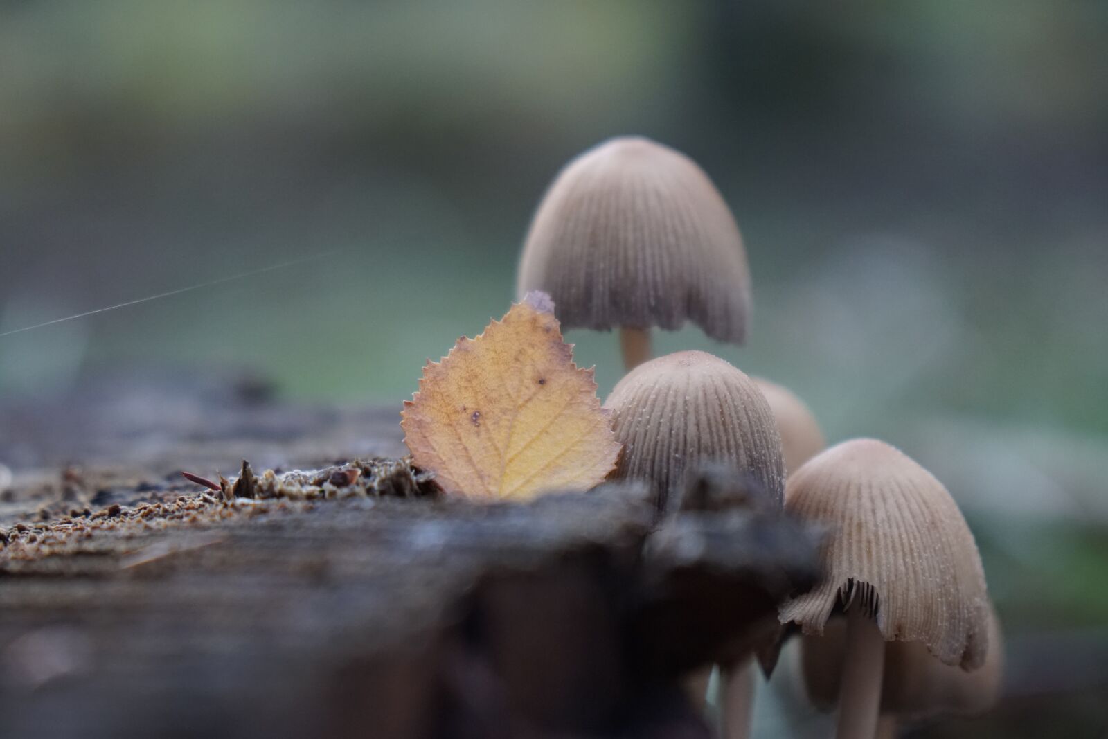 Sony a6500 sample photo. Mushroom, forest, moss photography