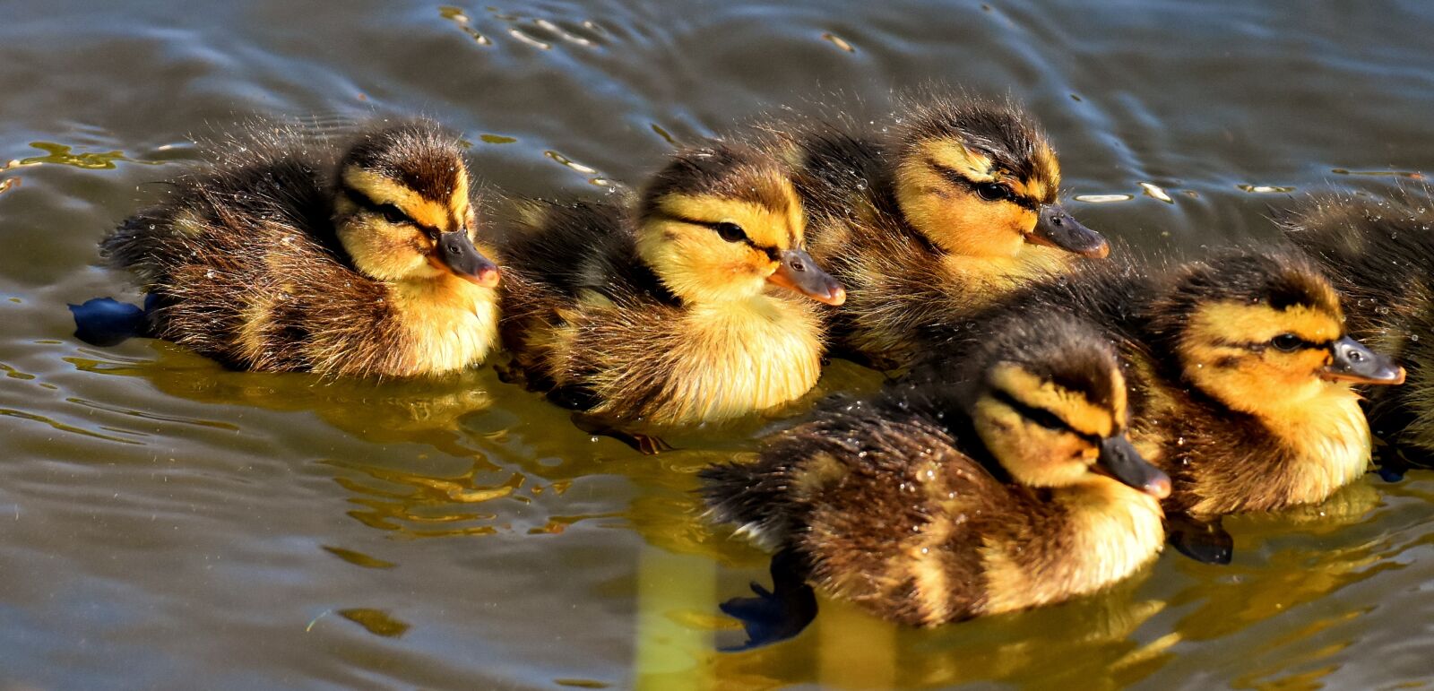 Nikon D7200 sample photo. Mallard, chicks, baby photography