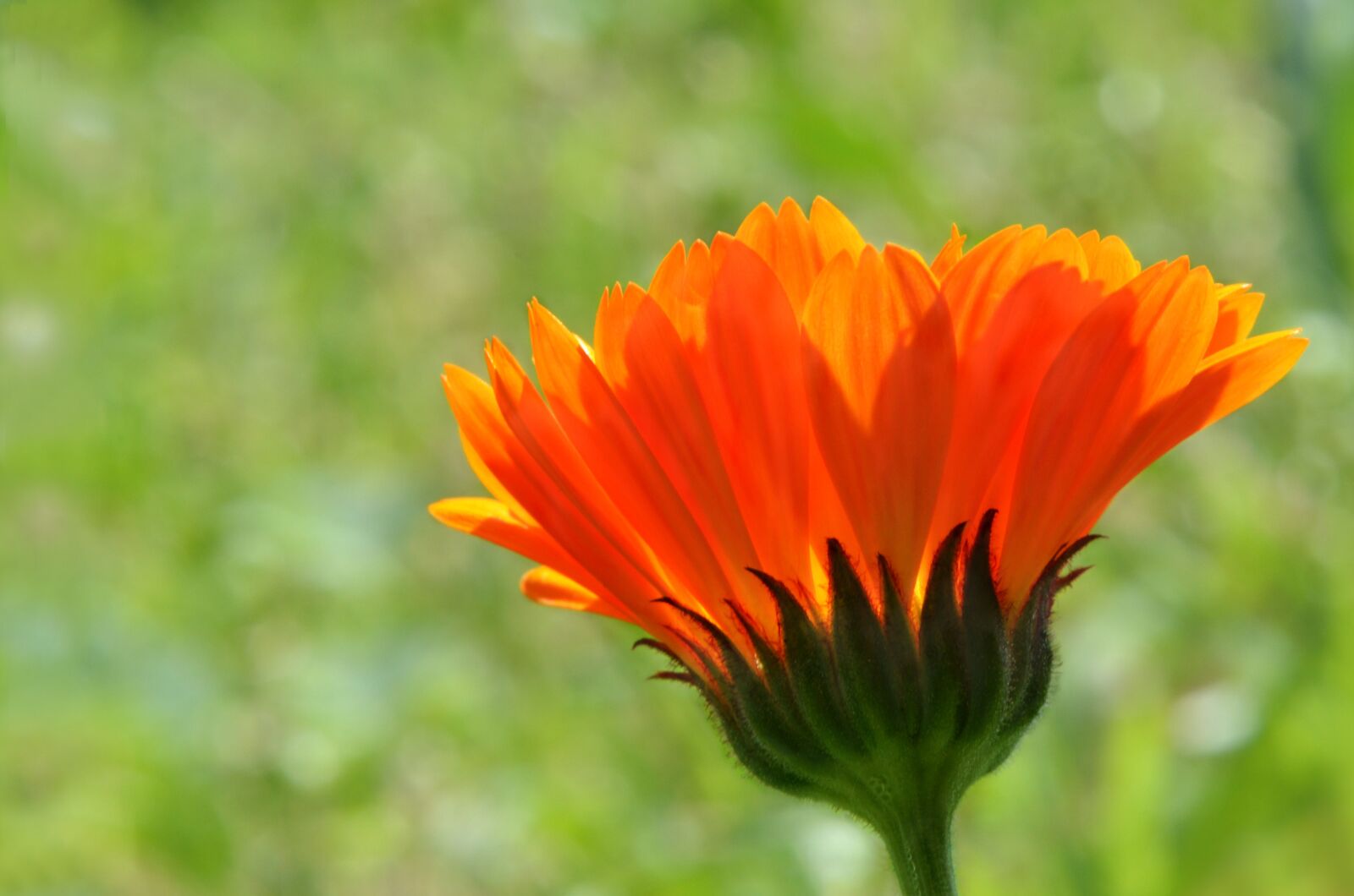 Nikon D7000 sample photo. Flower, color orange, flora photography