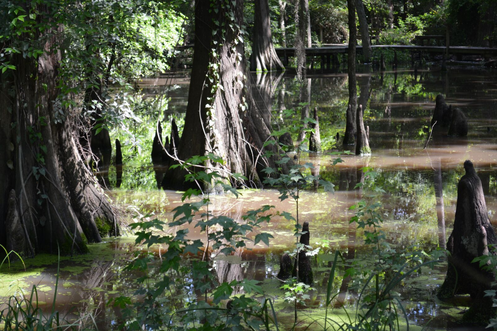 Nikon D5200 sample photo. Cypress, trees, nature photography