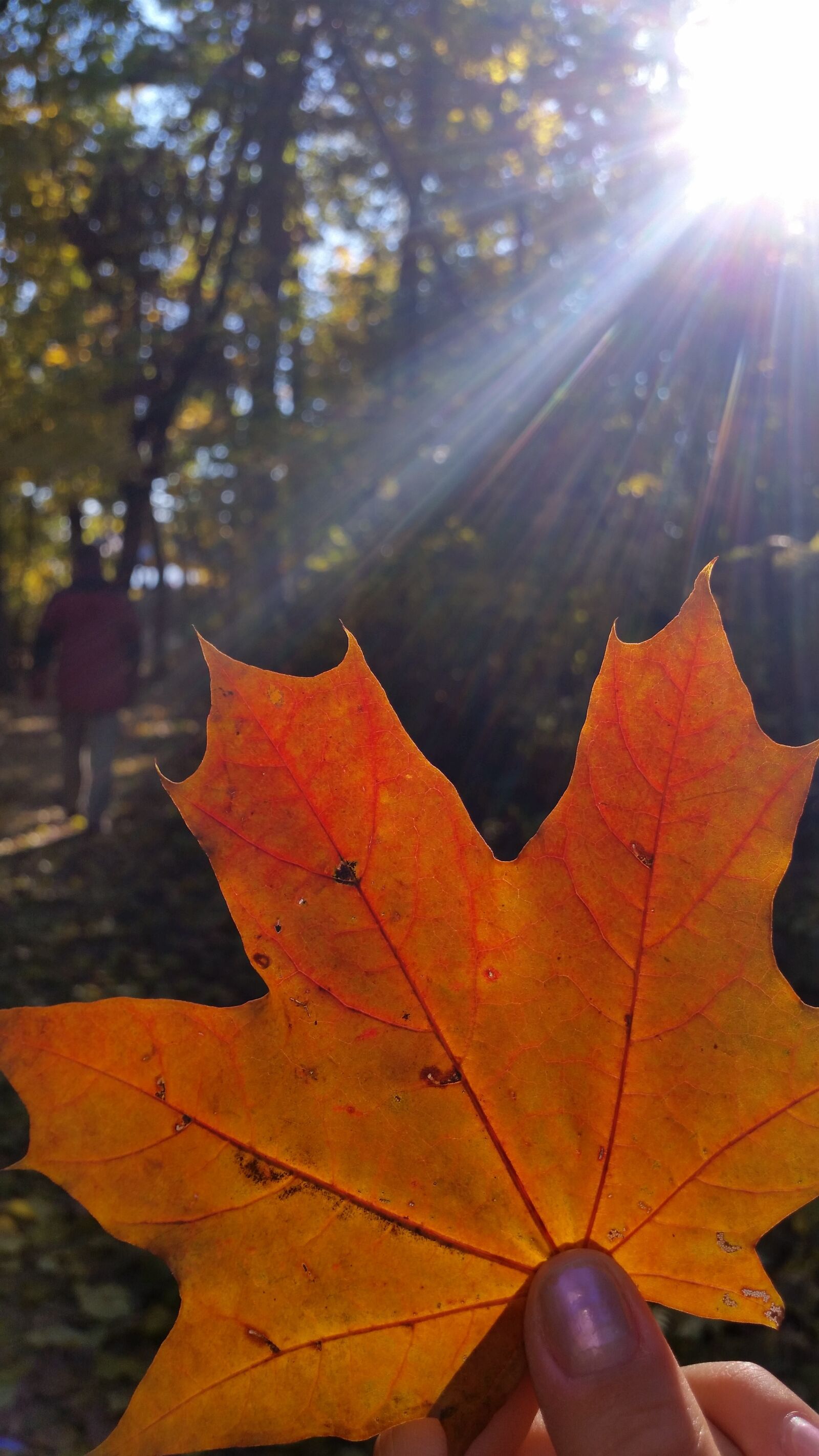 Samsung Galaxy S5 sample photo. Autumn, foliage, yellow photography
