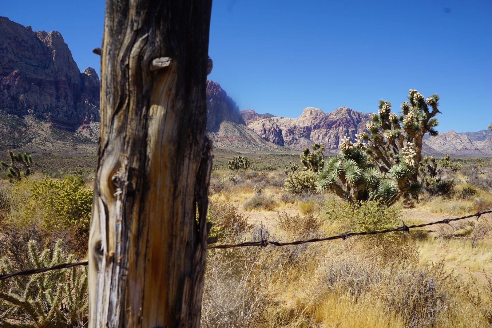 Sony a6000 sample photo. Nevada, desert, cactus photography