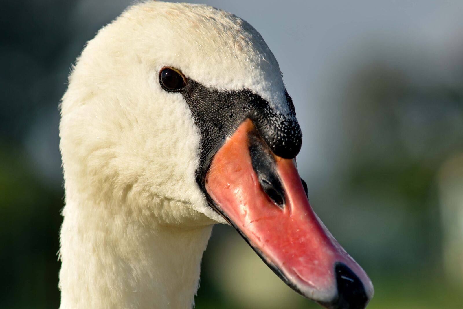 Nikon D5500 sample photo. Beak, bird, close-up, details photography