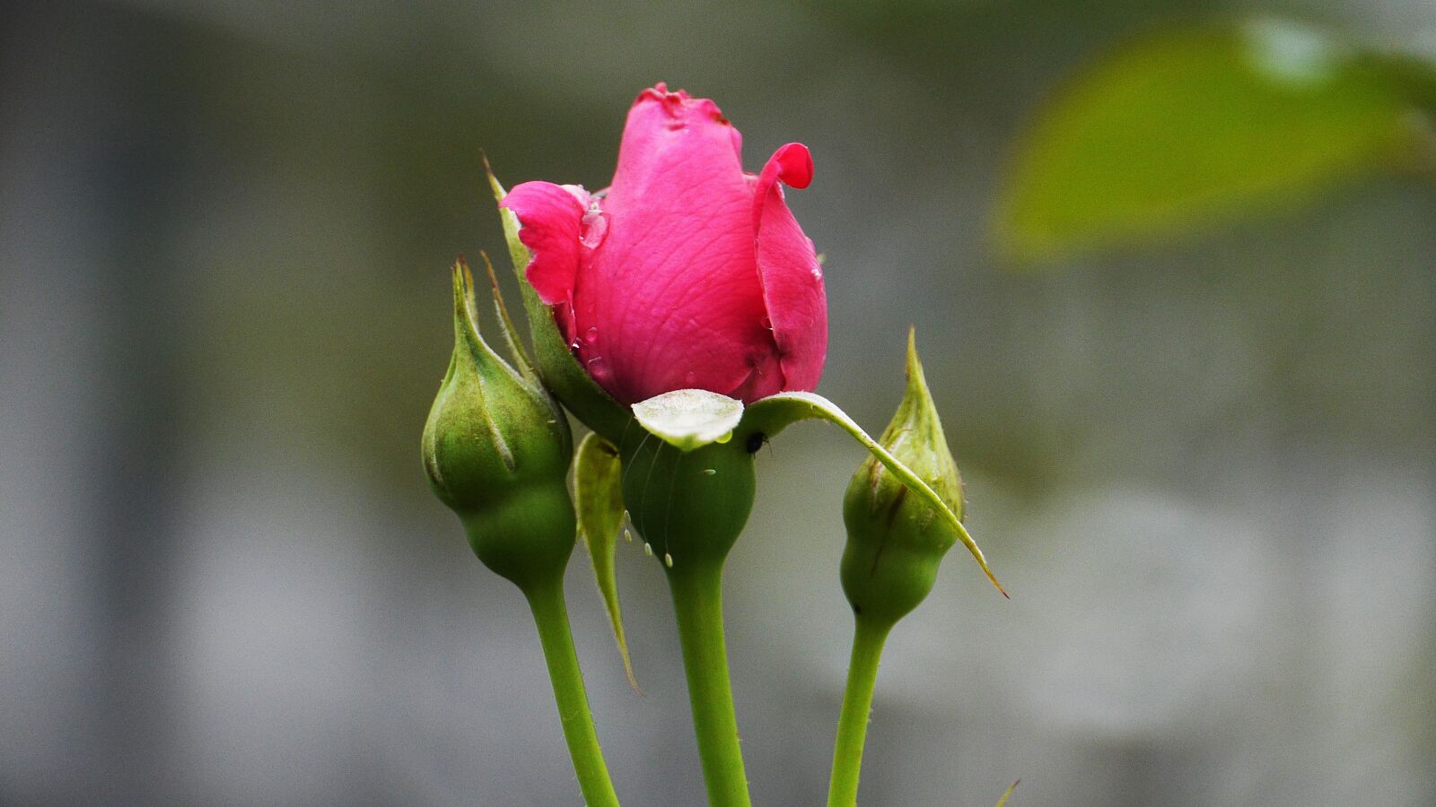 Panasonic Lumix DMC-GH3 sample photo. Red color, flowers, nature photography