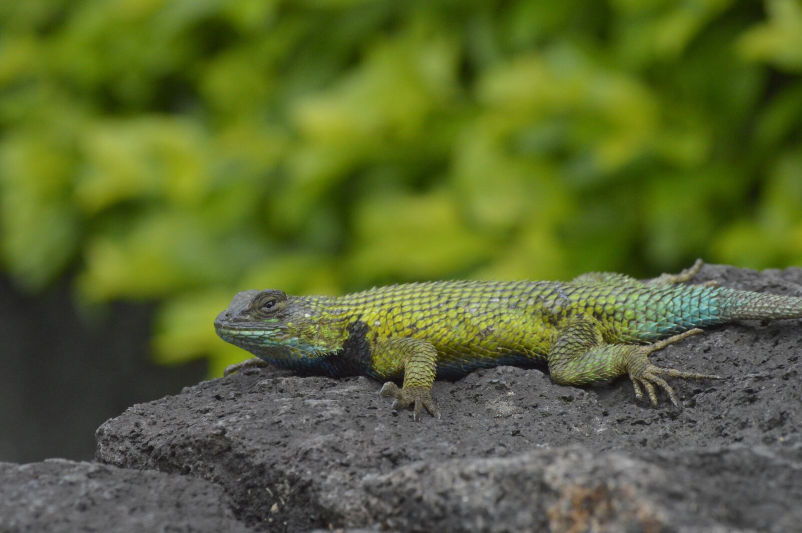 Nikon D3200 sample photo. Costa rica, lizard espinosa photography