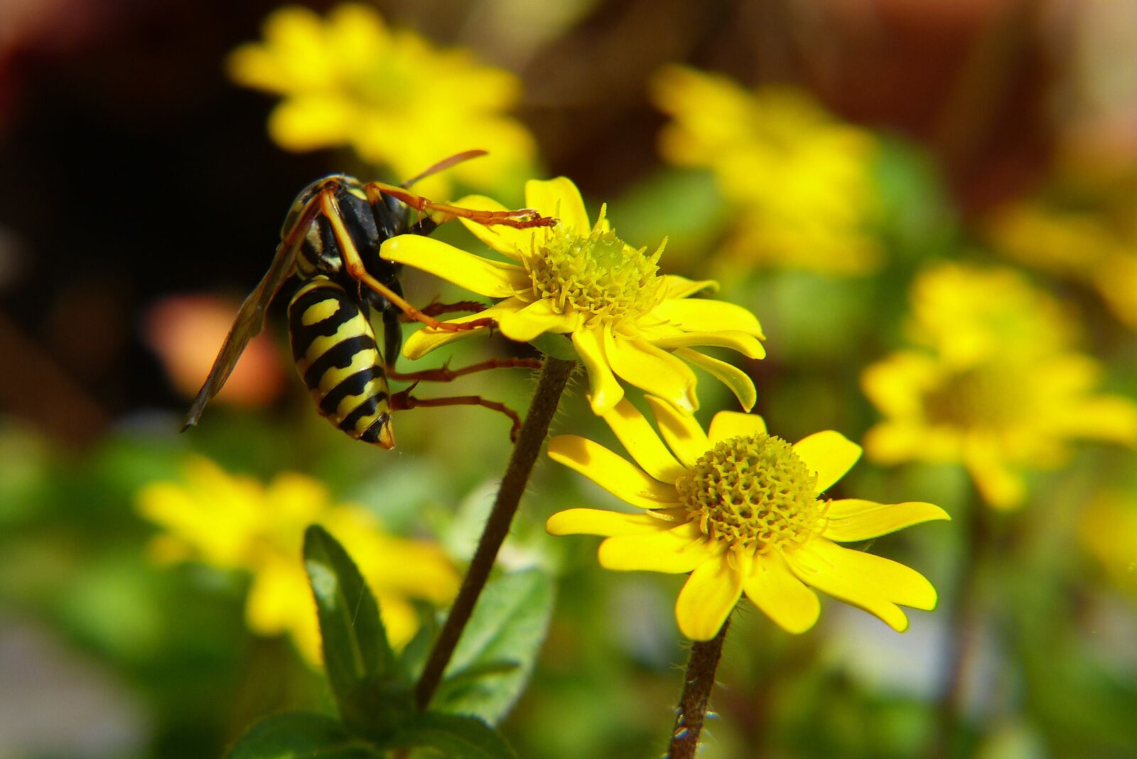 Panasonic Lumix DMC-FZ200 sample photo. Wasp, insect, nature photography