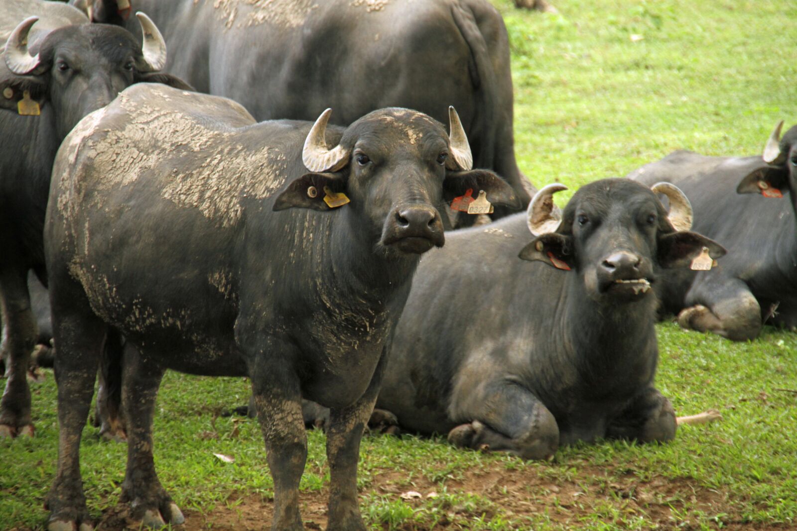 Canon EOS 7D sample photo. Cows, animals, wildlife photography