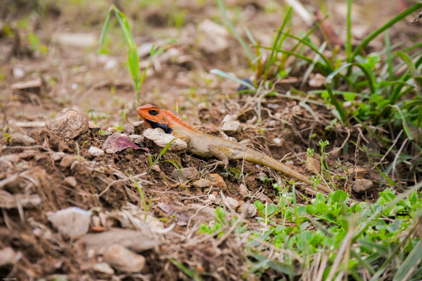 Nikon D7200 sample photo. Lizard, nepal, nature photography