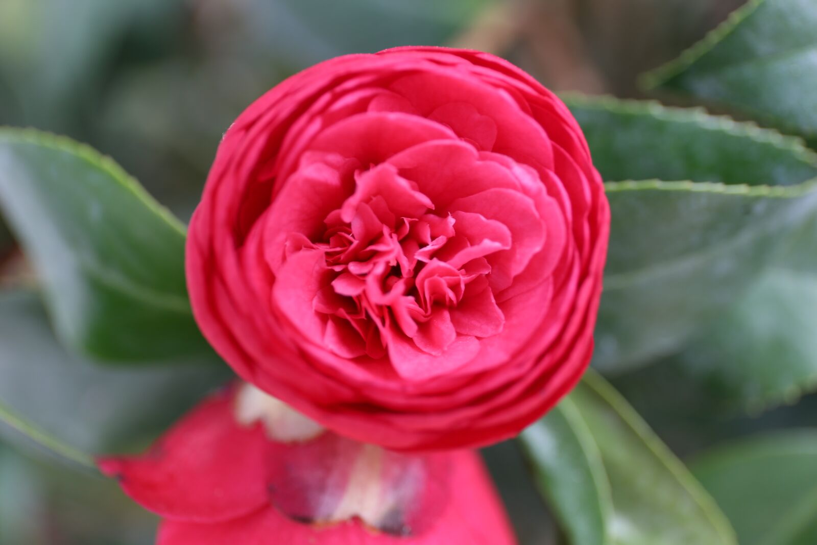 Canon EF 24-70mm F4L IS USM sample photo. Flower, nature, leaf photography