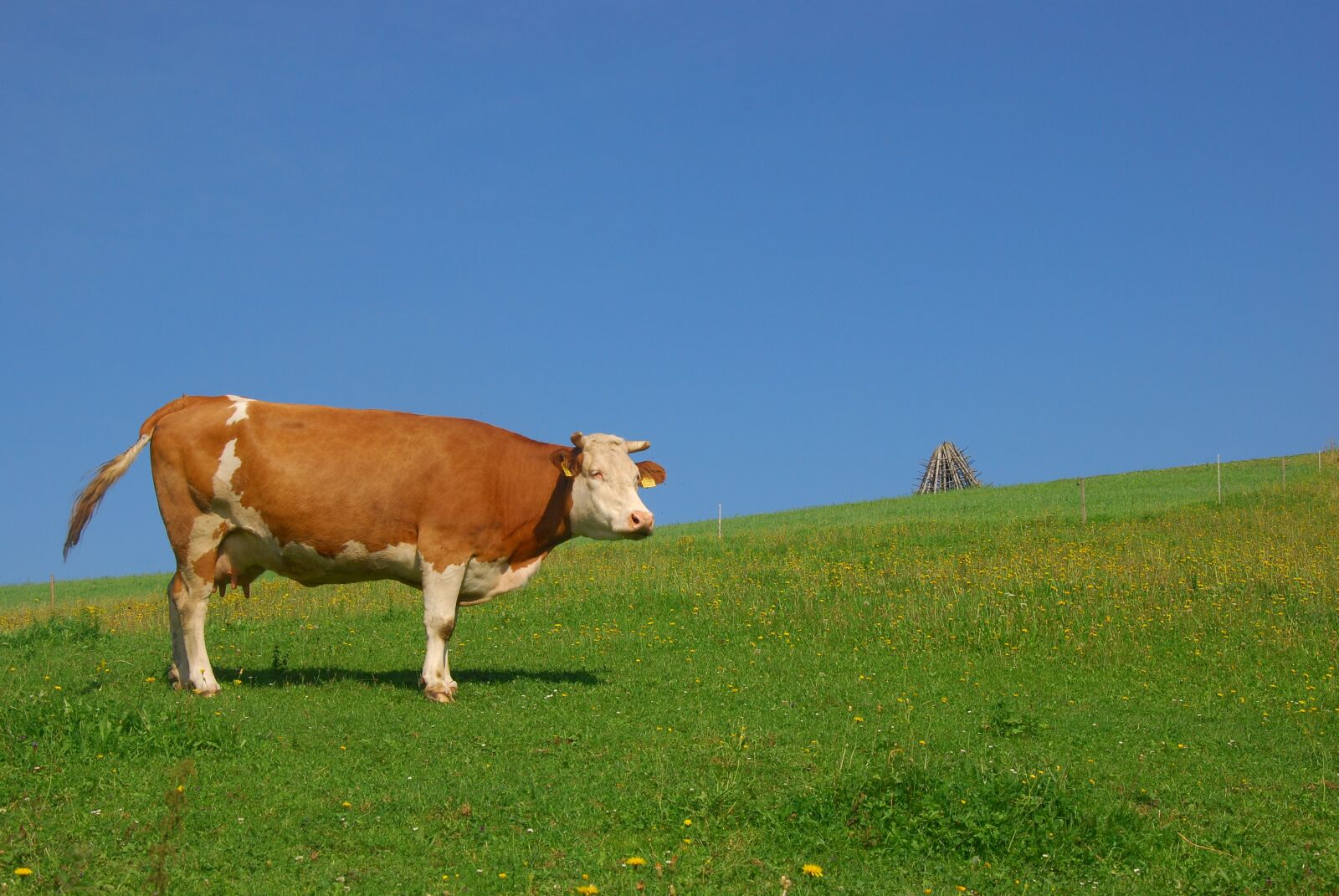 Nikon D80 sample photo. Cow, animal, pasture land photography