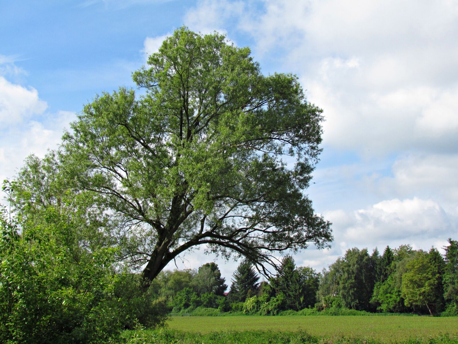 Canon PowerShot SX30 IS sample photo. Tree, spring, nature photography