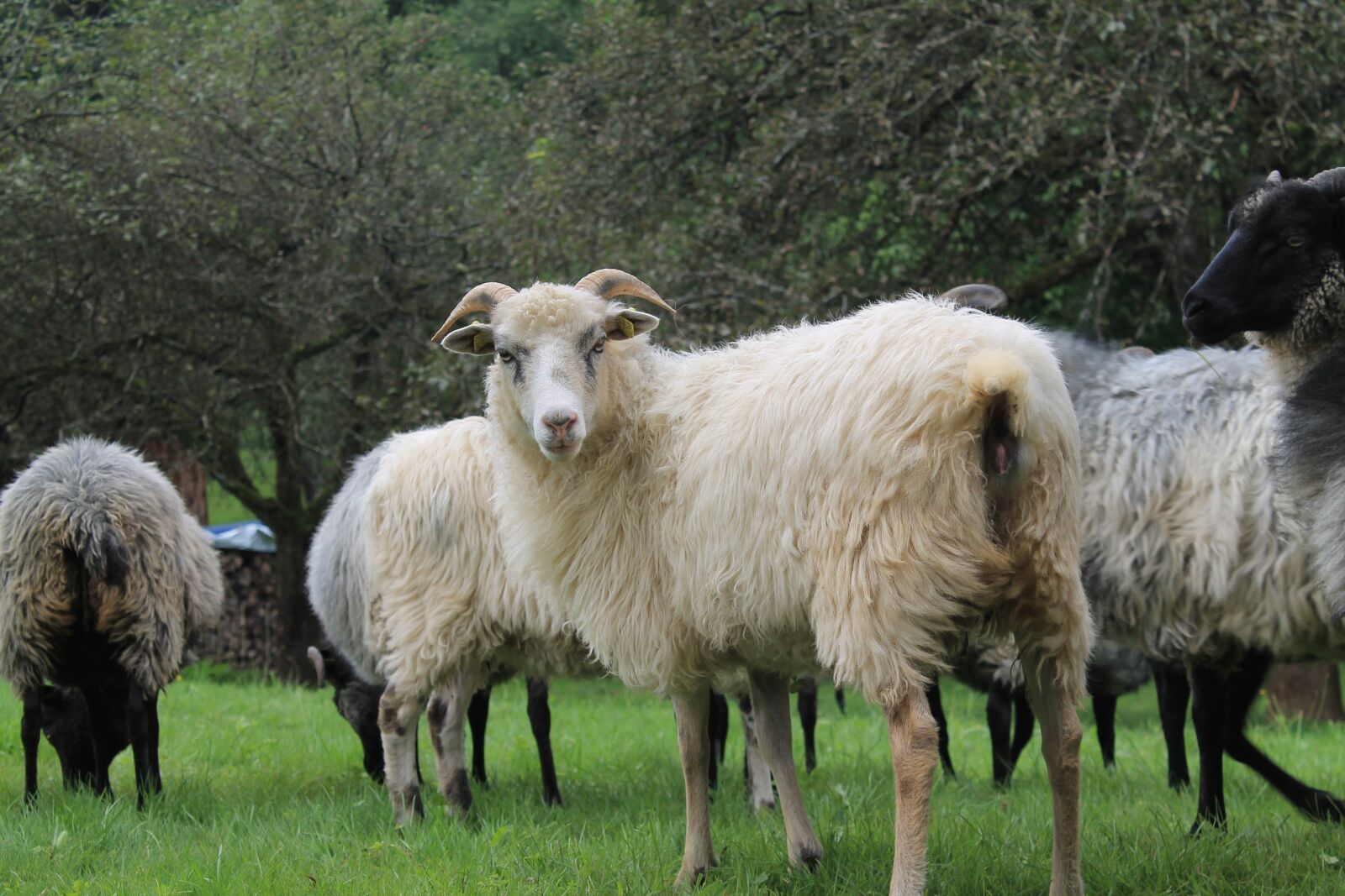 Canon EOS 1100D (EOS Rebel T3 / EOS Kiss X50) sample photo. Heidschnucke, sheep, horns photography