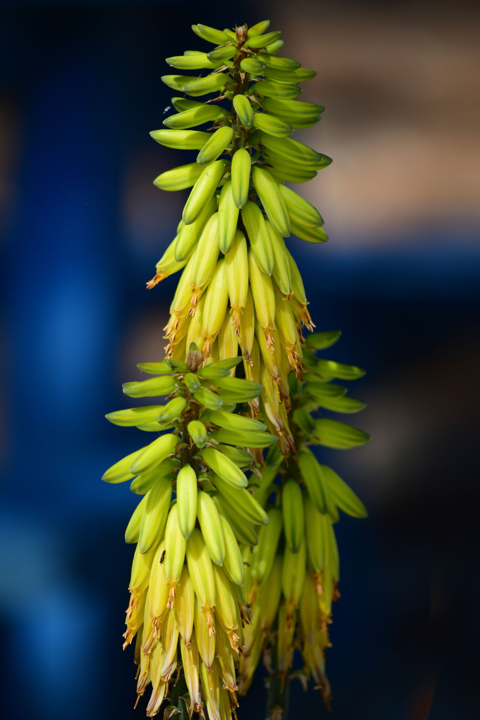 Nikon D3300 sample photo. Flower, nature, summer photography