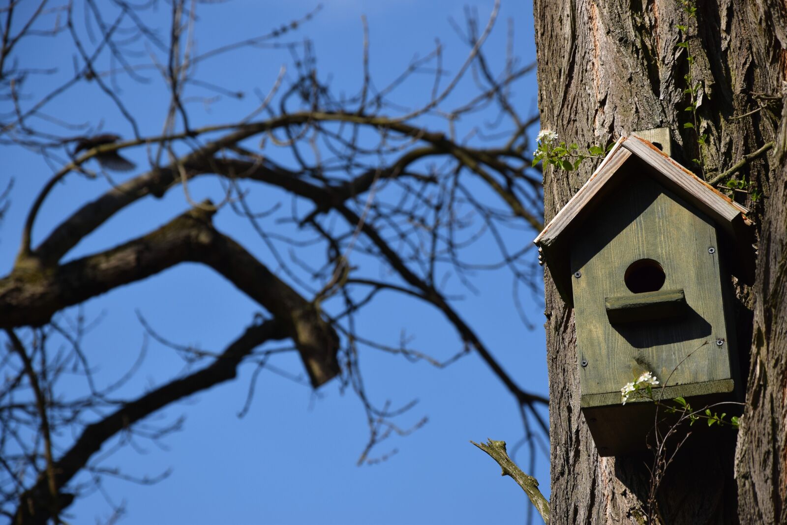 Nikon D5300 sample photo. Spring, tree, shed photography