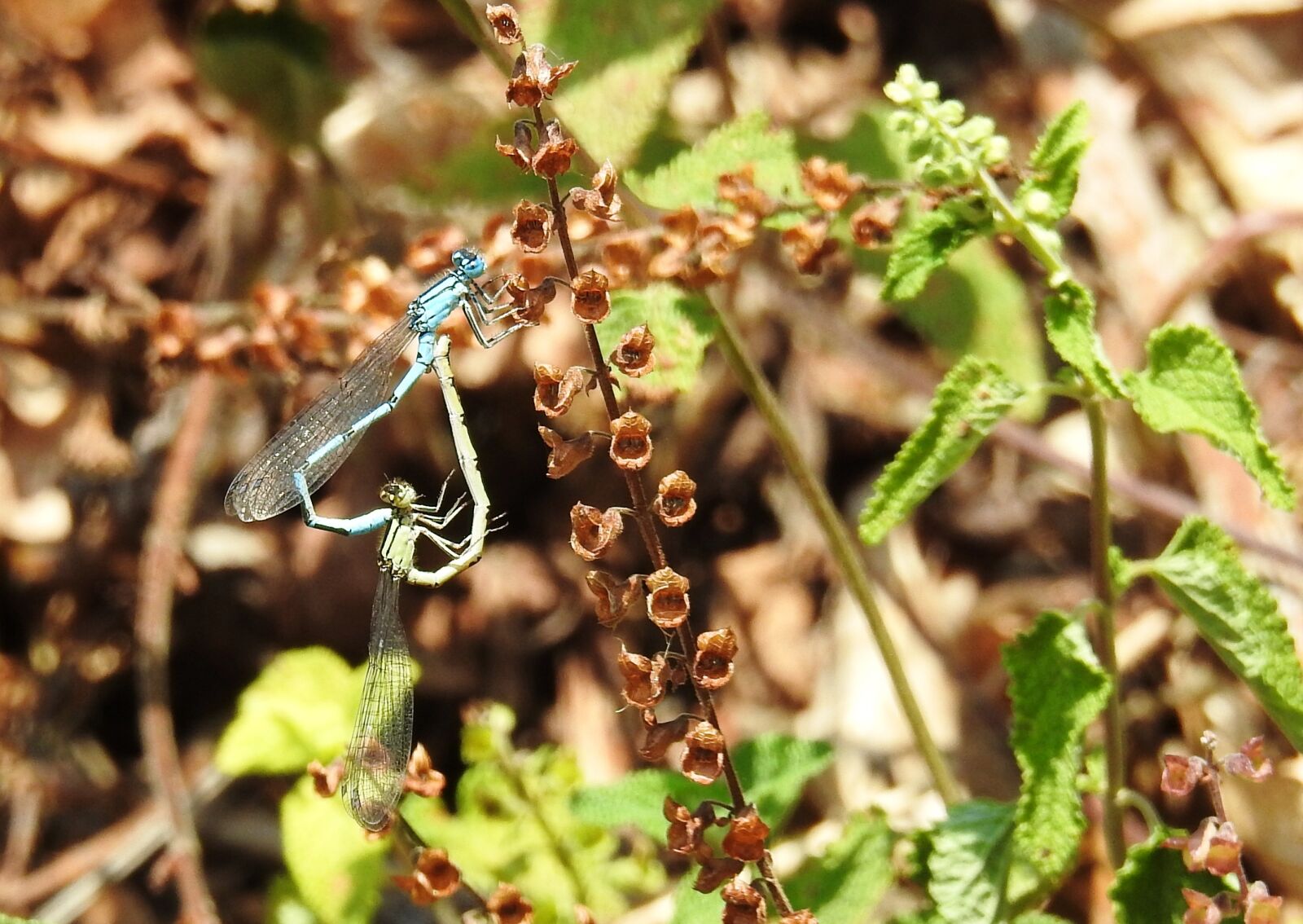 Nikon Coolpix P900 sample photo. Dragonfly, meadow, insect photography