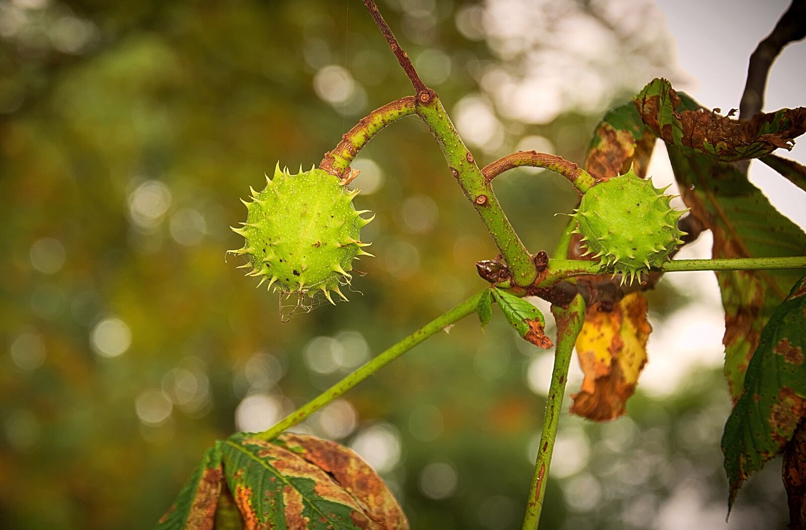 Nikon D3300 sample photo. Chestnut, fruit, immature photography