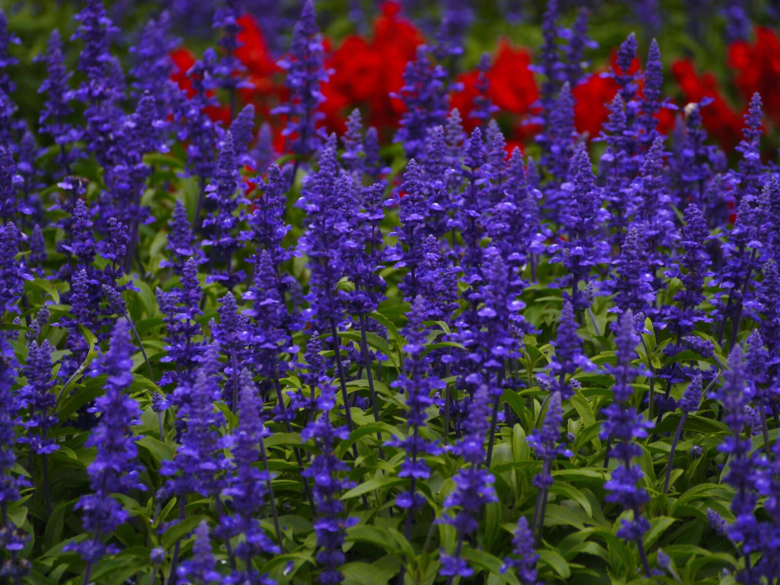 Panasonic Lumix DMC-GX1 sample photo. Blue sage, flowers, blue-violet photography