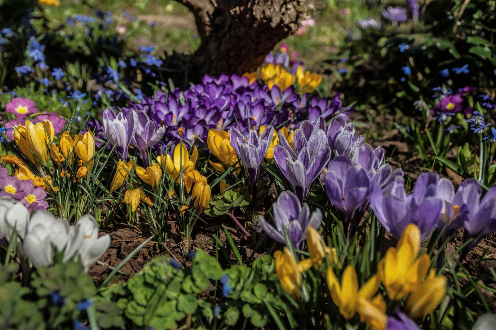 Sony SLT-A77 sample photo. Crocus, early bloomer, spring photography