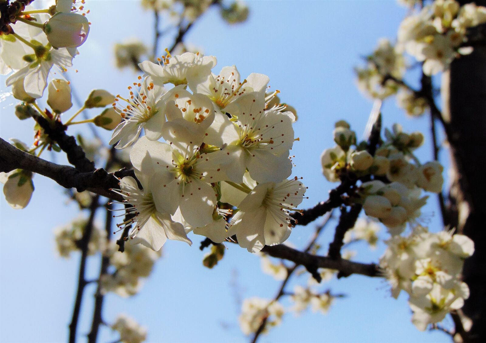 Sony Cyber-shot DSC-H300 sample photo. Spring, blossom, apple blossom photography