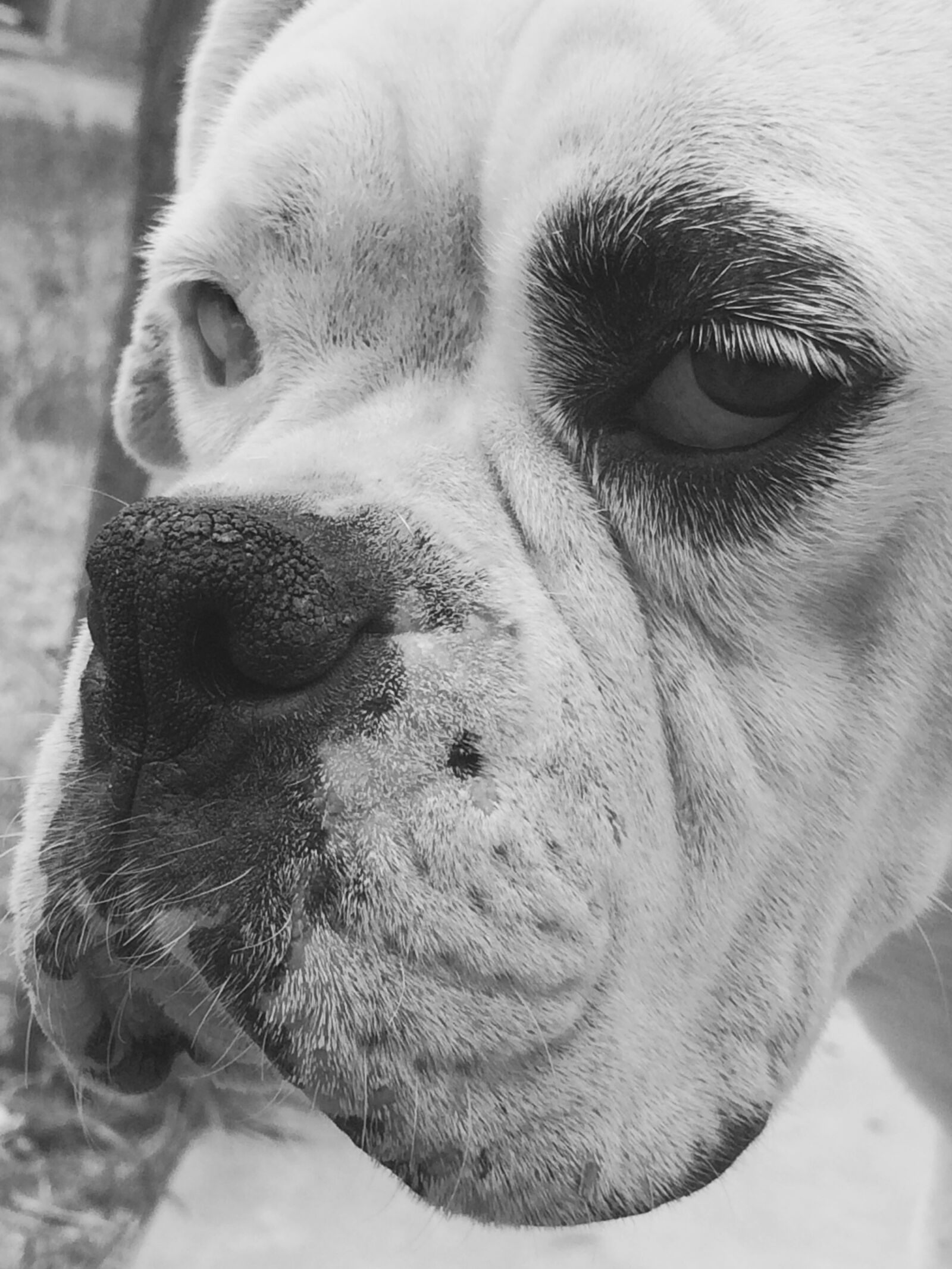 iPhone 5s back camera 4.15mm f/2.2 sample photo. Dog, boxer, animal photography