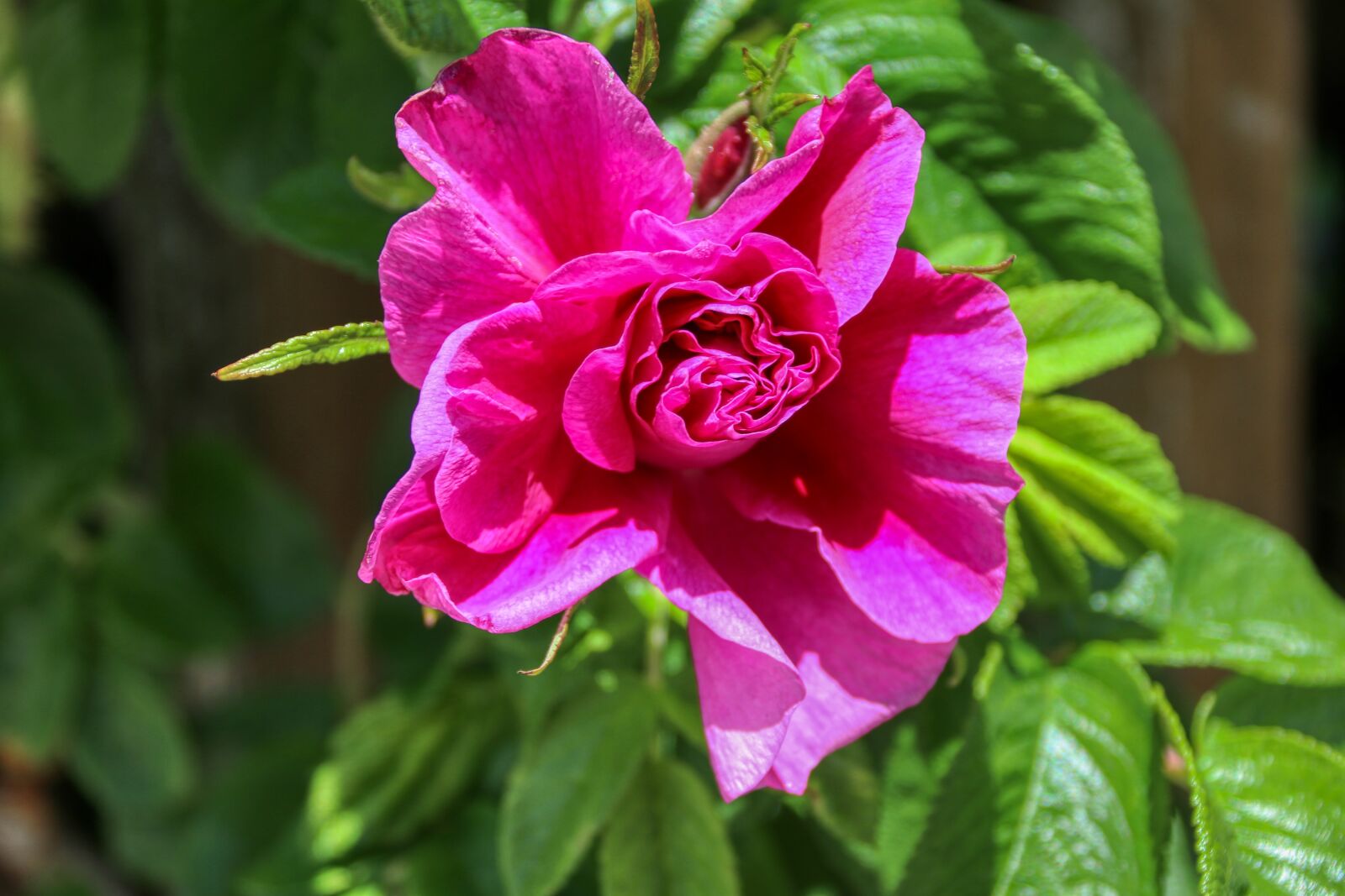 Canon EOS 80D sample photo. Flower garden, flower, garden photography