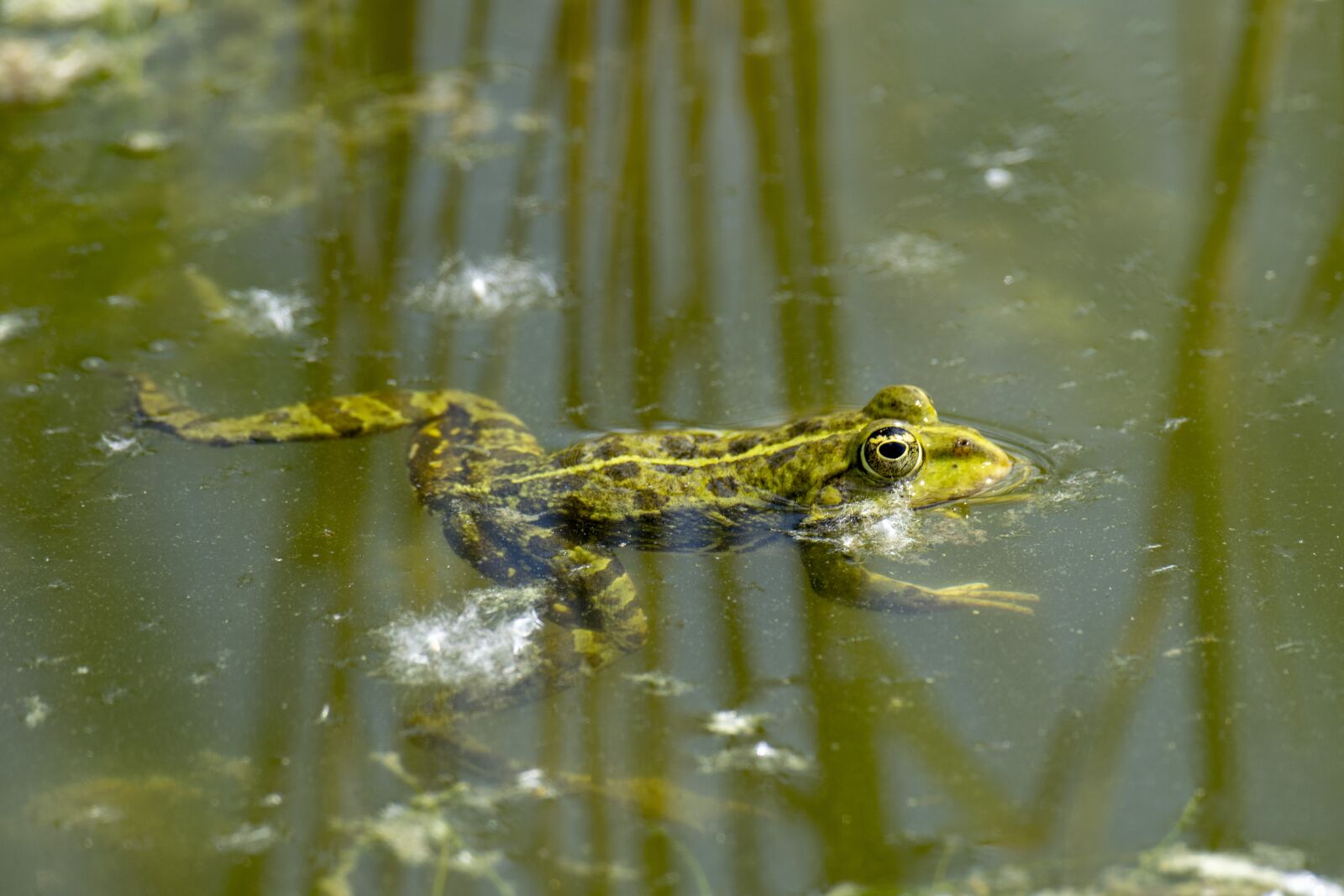 Nikon D5300 sample photo. Frog, water, lake photography