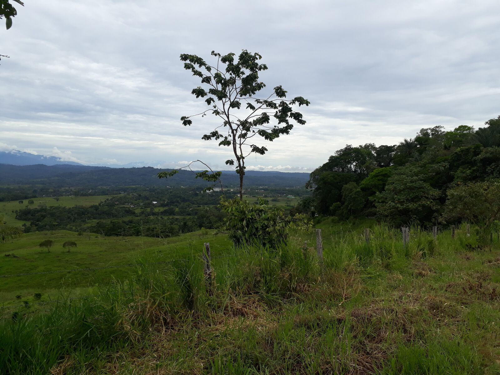 Samsung Galaxy J7 Prime sample photo. Nature, tree, planet photography