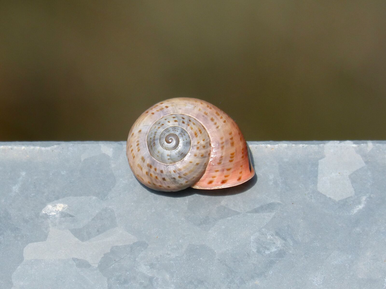 Panasonic DMC-FZ62 sample photo. Exoskeleton, nature, snail photography