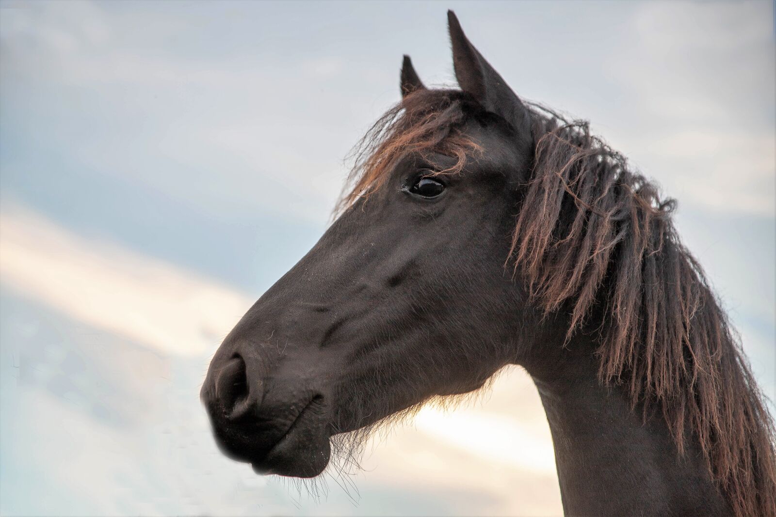 Canon EOS 6D Mark II sample photo. Horse, horsehead, noble photography