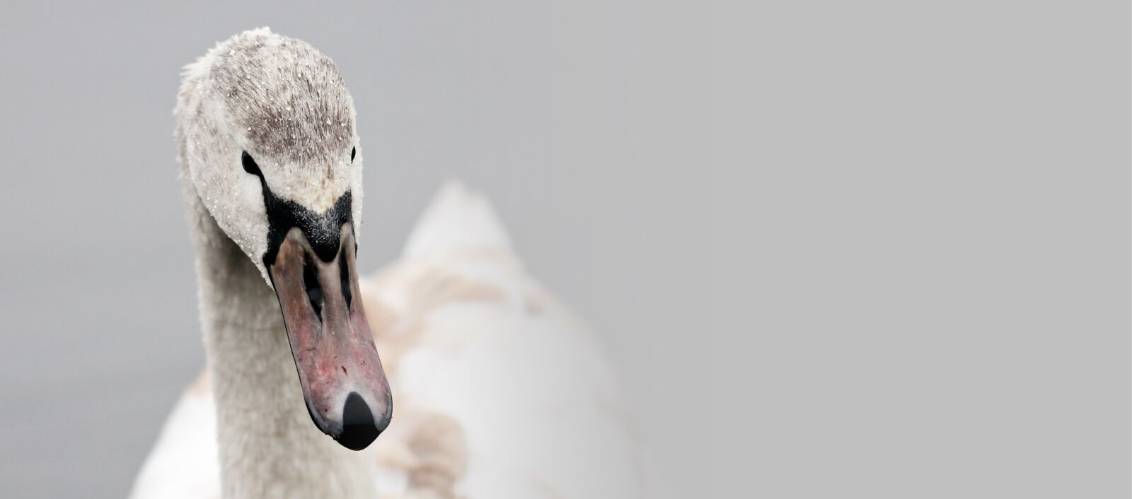Canon EOS 80D sample photo. Swan, proud to be photography