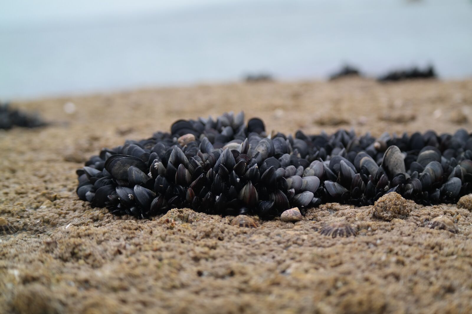 Samsung NX300 sample photo. Mussels, beach, sand photography
