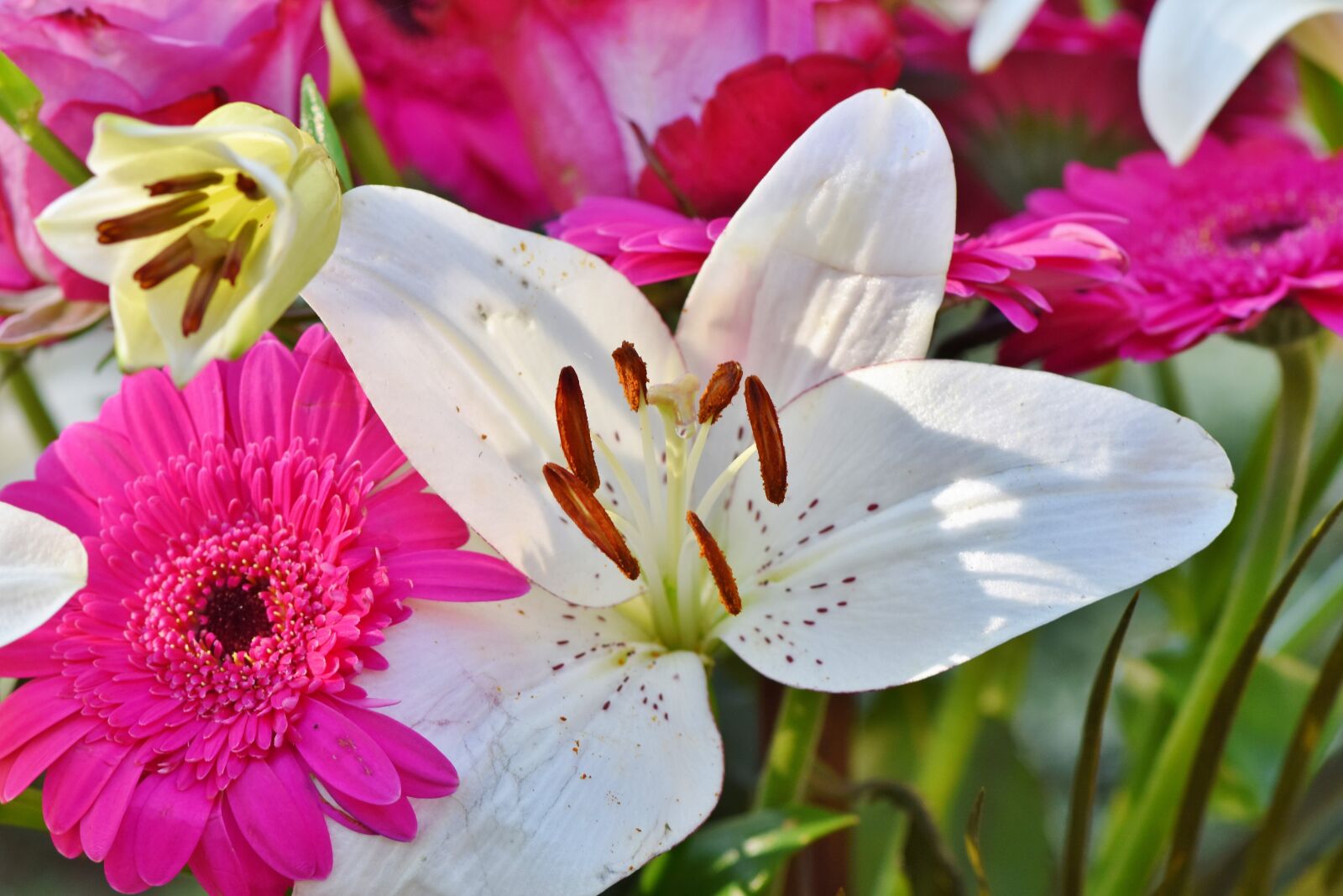 Nikon D7200 sample photo. Lily, blossom, bloom photography