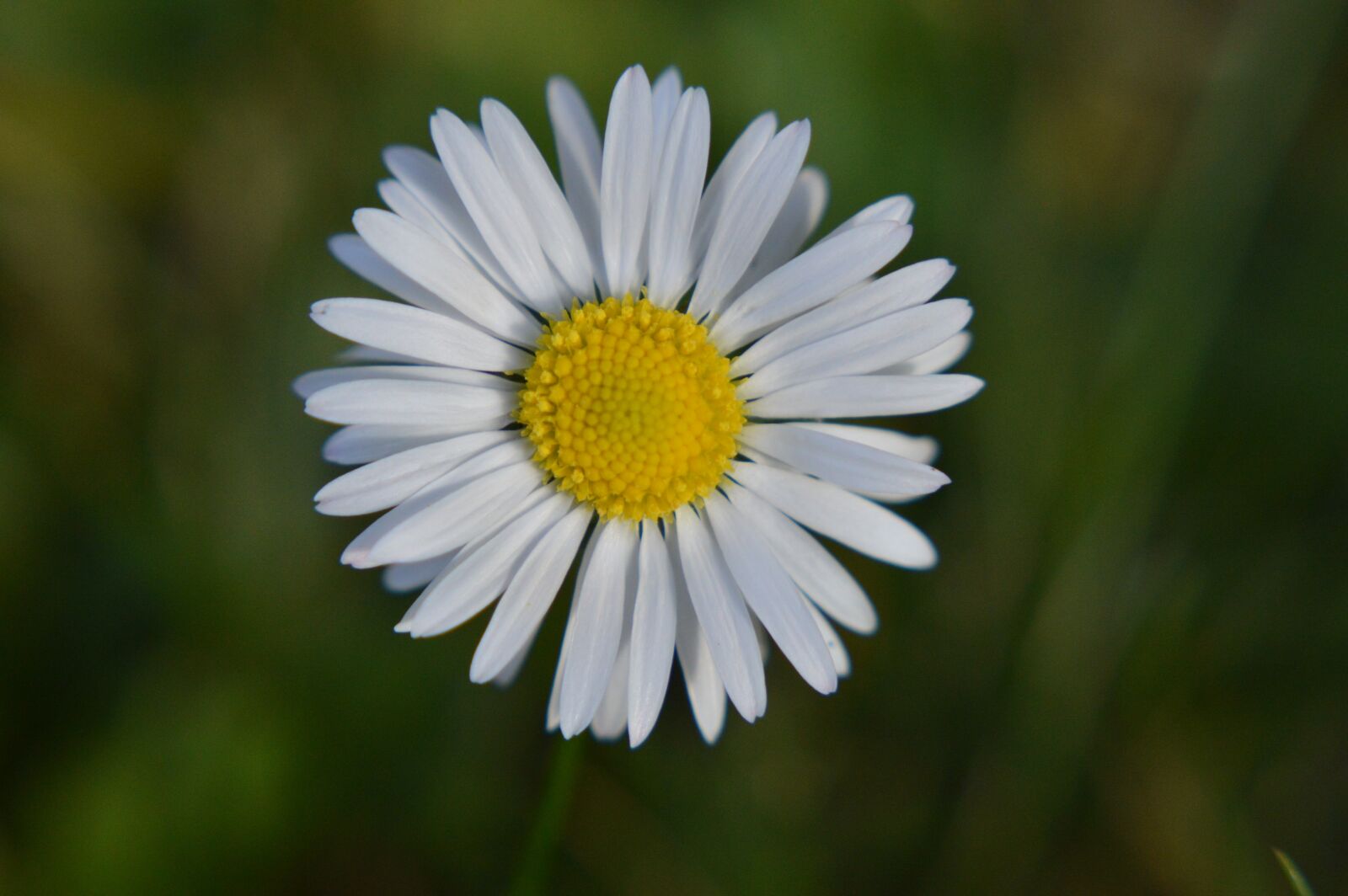 Nikon D3200 sample photo. Daisy, geese flower, flower photography