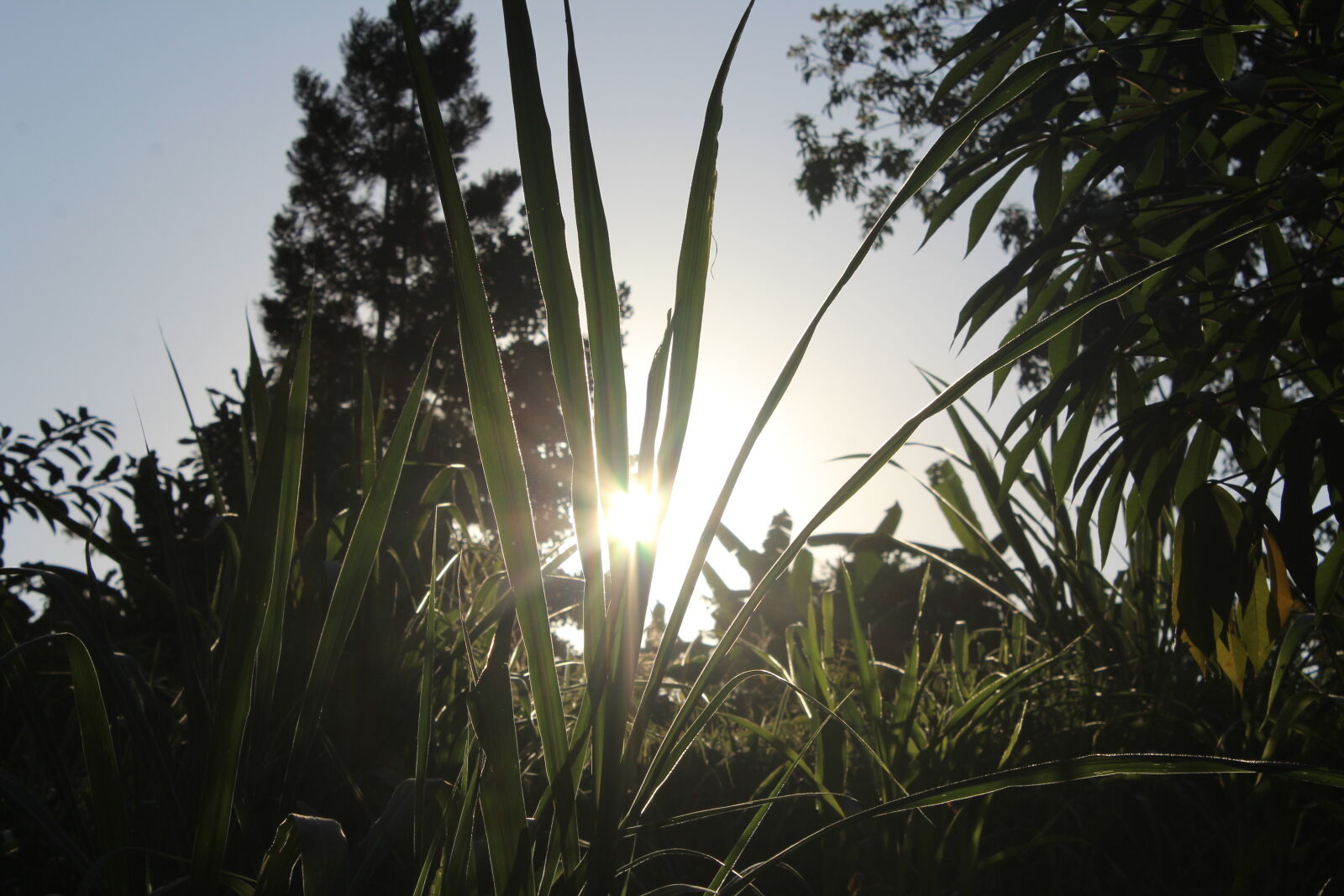 Canon EOS 1200D (EOS Rebel T5 / EOS Kiss X70 / EOS Hi) sample photo. Sun, ray photography
