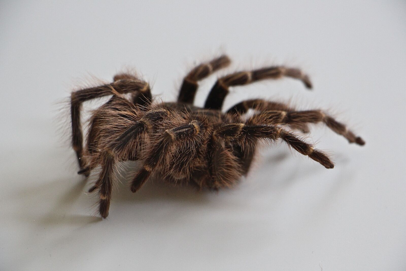 Canon EOS 700D (EOS Rebel T5i / EOS Kiss X7i) sample photo. Tarantula, skin, hair photography