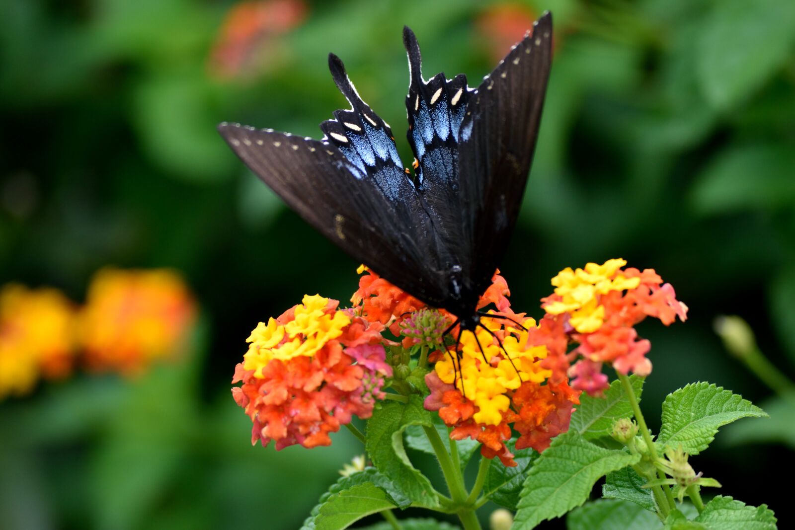 Nikon D3300 sample photo. Black swallowtail butterfly, garden photography