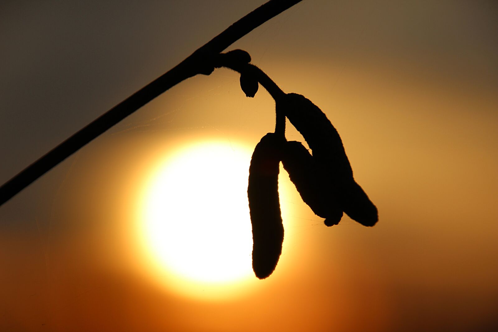 Canon EOS 600D (Rebel EOS T3i / EOS Kiss X5) sample photo. Sun, branch, flower photography