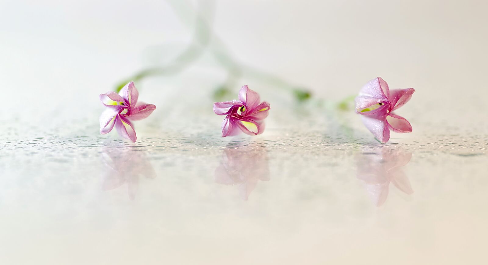 Pentax K-S2 sample photo. Flowers, bindweed, pink photography