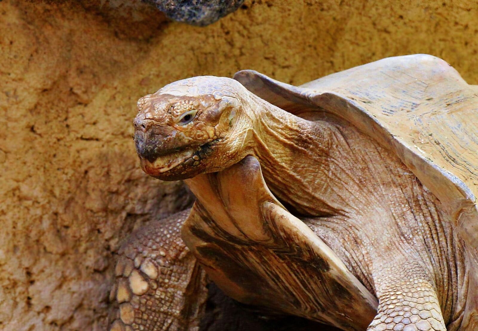 Canon EOS 550D (EOS Rebel T2i / EOS Kiss X4) sample photo. Turtle, big, reptile, nature photography