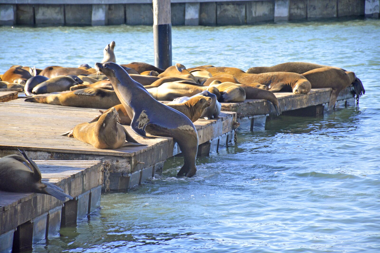 Nikon D3200 sample photo. Seal, san francisco, california photography