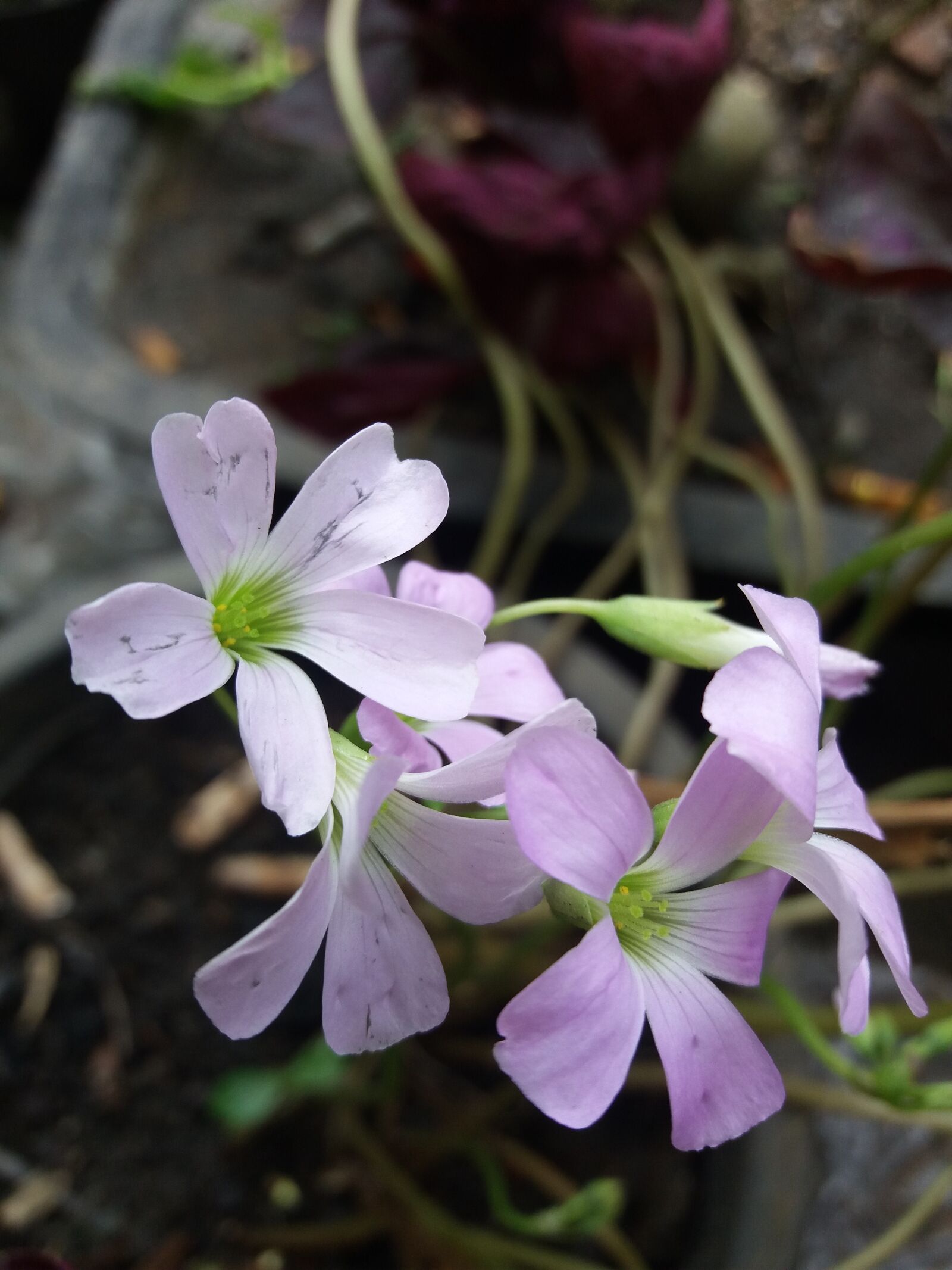 Samsung Galaxy J5 sample photo. Flower, pink, colorful photography