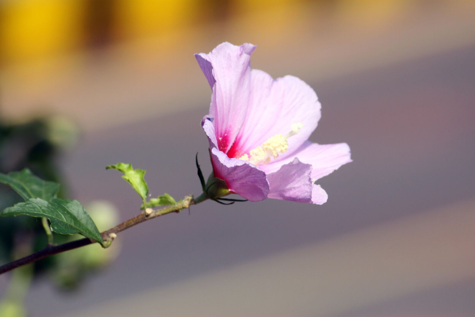 Canon EOS 50D sample photo. Rose of sharon, flowers photography