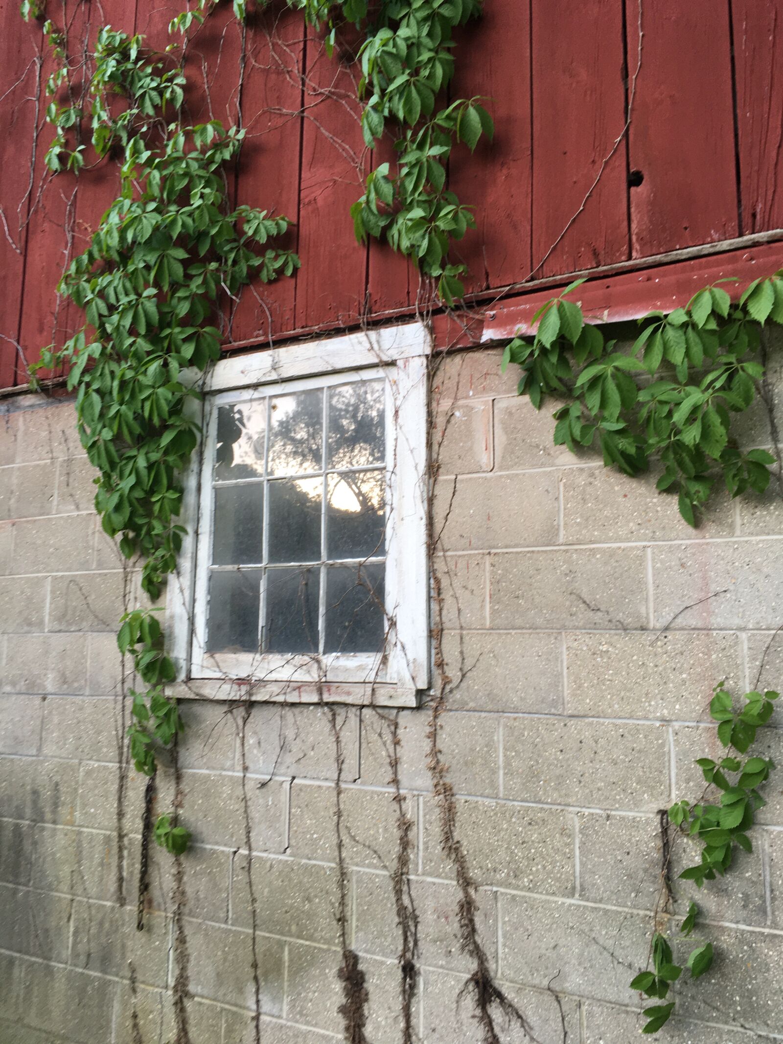 iPhone SE back camera 4.15mm f/2.2 sample photo. Barn, window, vine photography