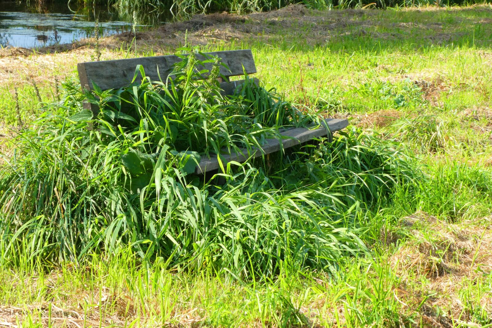 Panasonic Lumix DC-ZS70 (Lumix DC-TZ90) sample photo. Weeds, overgrow, bank photography