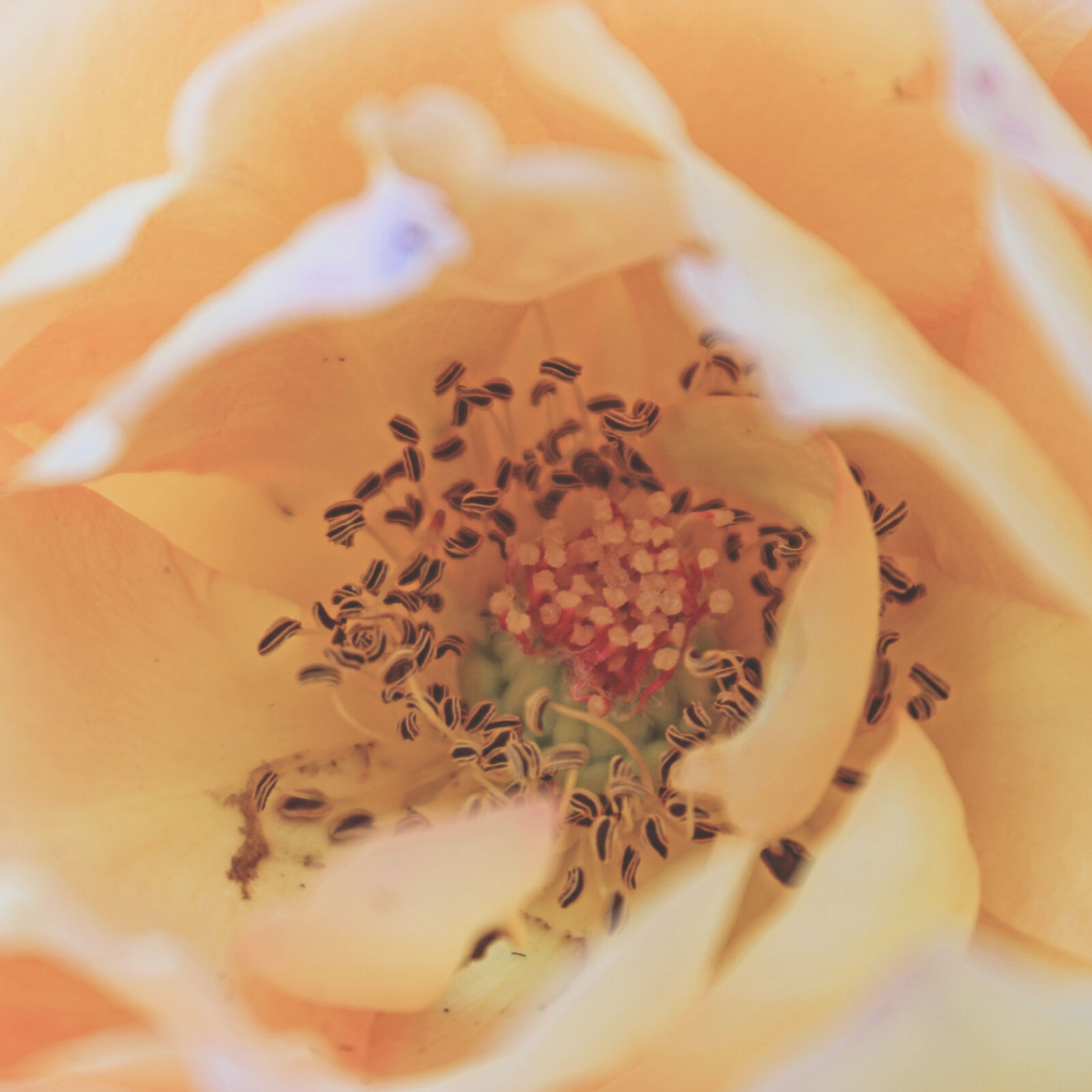 Canon EOS 600D (Rebel EOS T3i / EOS Kiss X5) sample photo. Beige, petaled, flower photography