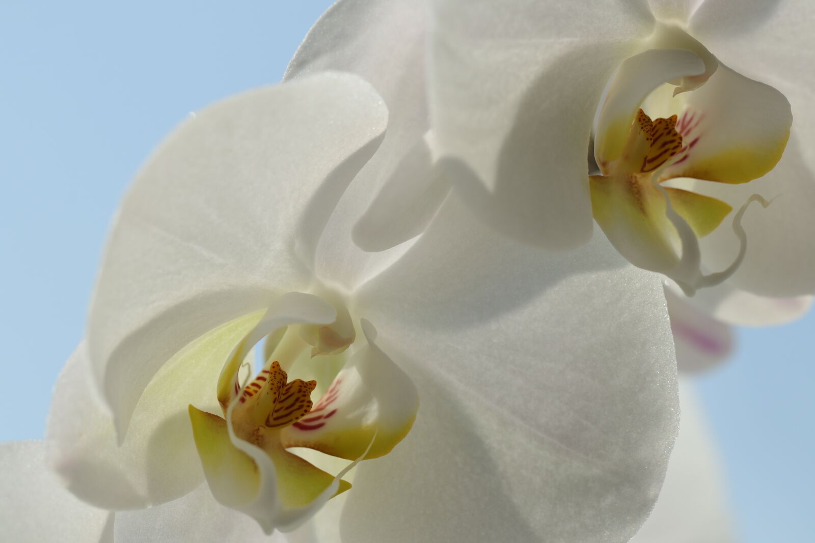 Canon EF 100mm F2.8L Macro IS USM sample photo. Orchid, white, yellow photography