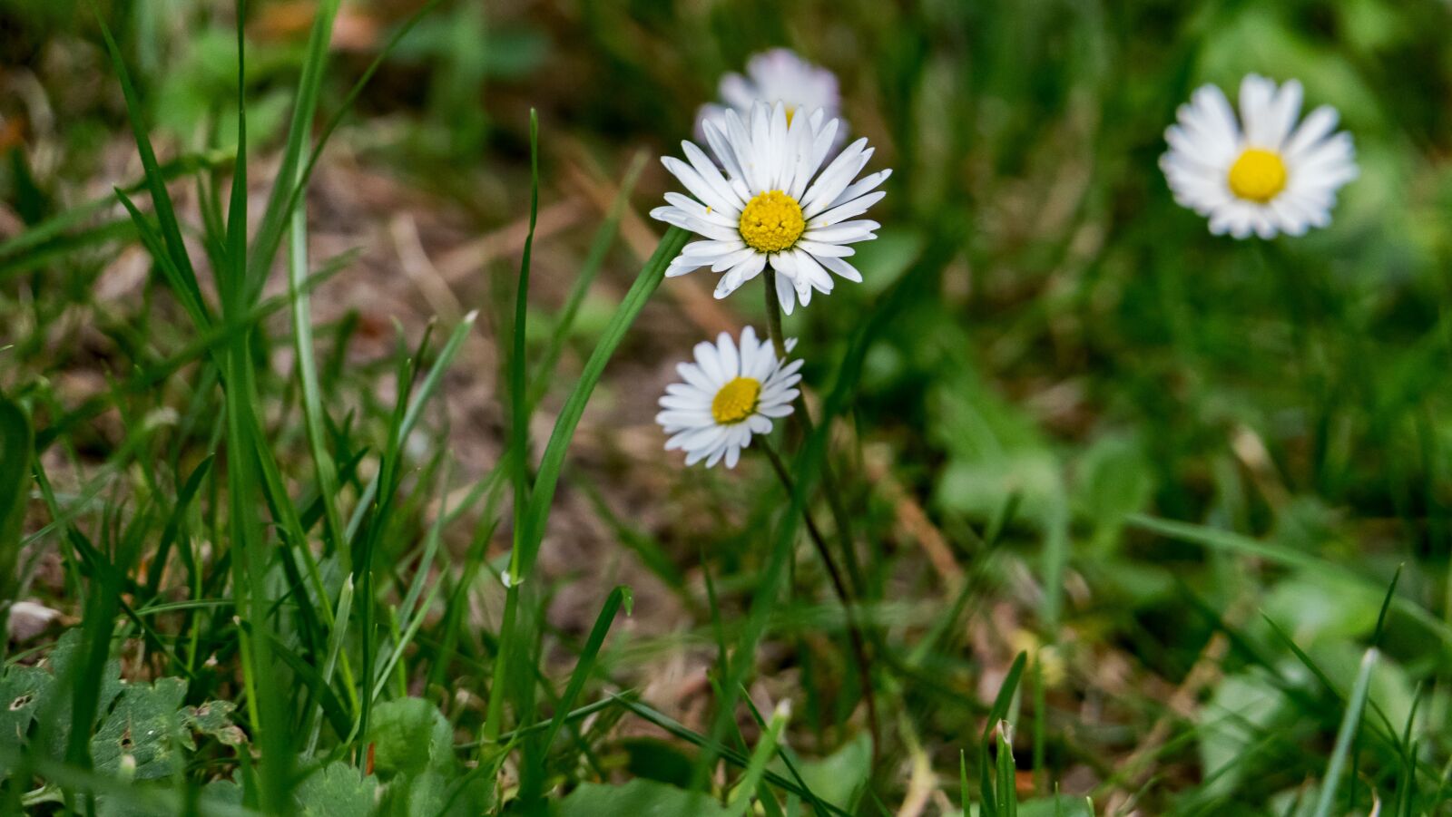 Panasonic Lumix DMC-FZ2500 (Lumix DMC-FZ2000) sample photo. Garden, daisy, plant photography